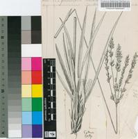 Alloteropsis semialata auct.
