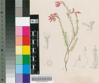 Erica glutinosa P.J.Bergius var. glutinosa