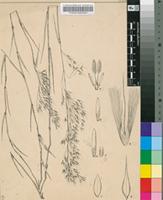 Trichopteryx dregeana Nees