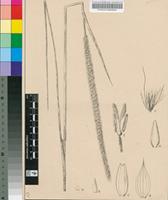 Pennisetum natalense Stapf