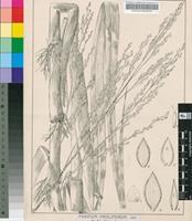 Panicum proliferum Lam.