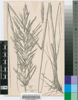 Triraphis andropogonoides (Steud.) E.Phillips