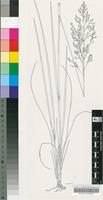 Panicum natalense Hochst.