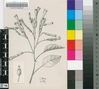 Nicotiana glauca Graham