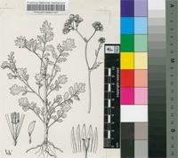 Cineraria lyrata DC.