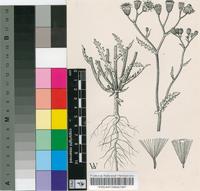 Senecio consanguineus DC.