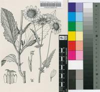 Verbesina encelioides (Cav.) Benth. & Hook.