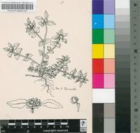 Euphorbia hirta L.