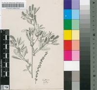 Melilotus indicus (L.) All.