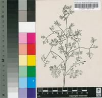 Fumaria officinalis L.