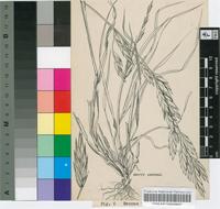 Bromus willdenowii Kunth