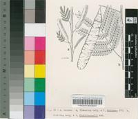 Acacia venosa Hochst. ex Benth.