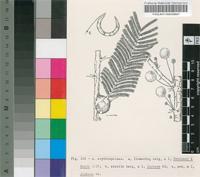 Acacia erythrophloea Brenan