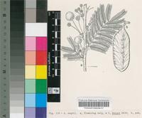 Acacia negrii Pic.Serm.