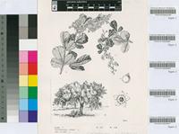 Rhus rehmanniana Engl. var. rehmanniana