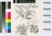 Rhus tomentosa L.