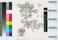 Rhus pallens Eckl. & Zeyh.