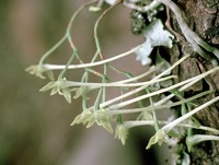 Mystacidium gracile Harv.