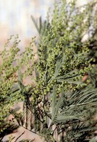 Acacia decurrens Willd.