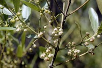 Euclea crispa (Thunb.) Gürke subsp. crispa