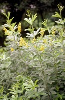 Eriosema psoraleoides (Lam.) G.Don