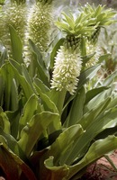 Eucomis autumnalis (Mill.) Chitt. subsp. clavata (Baker) Reyneke