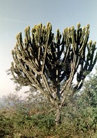 Euphorbia ingens E.Mey. ex Boiss.