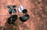 Androstachys johnsonii Prain