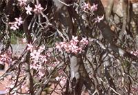 Adenium multiflorum Klotzsch