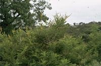 Acacia davyi N.E.Br.