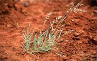 Schmidtia pappophoroides Steud.