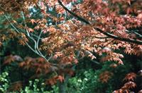 Acer palmatum Thunb.