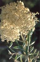 Buddleja saligna Willd.