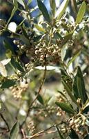 Euclea crispa (Thunb.) Gürke subsp. crispa