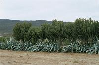 Euphorbia ingens E.Mey. ex Boiss.