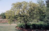 Acacia davyi N.E.Br.
