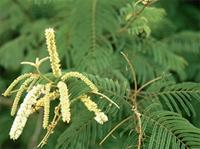 Acacia ataxacantha DC.
