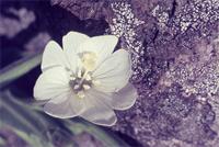 Epilobium capense Buchinger ex Hochst.