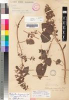 Isotype of Plectranthus myrianthus Briq. [family LAMIACEAE]