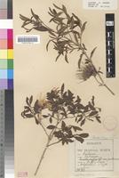 Syntype of Pavetta breyeri Bremek. [family RUBIACEAE]