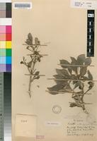 Holotype of Pavetta urbis-reginae Bremek. [family RUBIACEAE]