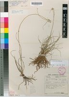 Filed as Lipocarpha chinensis (Osbeck) Kern [family CYPERACEAE]