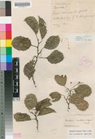 Type of Homalium subsuperum Sprague [family SALICACEAE]