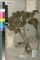 Holotype of Linociera foveolata (E.Mey.) Knobl. subsp. major I.Verd. [family OLEACEAE]
