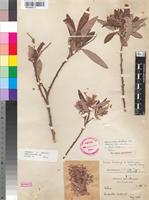 Type of Salix wilmsii seeman x safsaf burtt davy [family SALICACEAE]