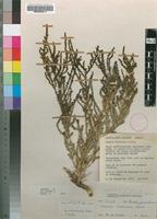 Isotype of Suaeda articulata Aellen [family CHENOPODIACEAE]