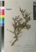 Holotype of Arthrocnemum mossianum Toelken [family CHENOPODIACEAE]