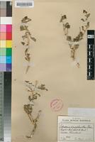 Lectotype of Tetragonia dimorphantha Pax [family AIZOACEAE]