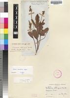 Isosyntype of Eriosema oblongum Benth. ex Harv. [family FABACEAE]