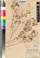 Isotype of Crotalaria damarensis Engl. [family FABACEAE]